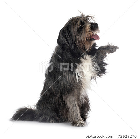 Pyrenean Sheepdog in studio 72925276