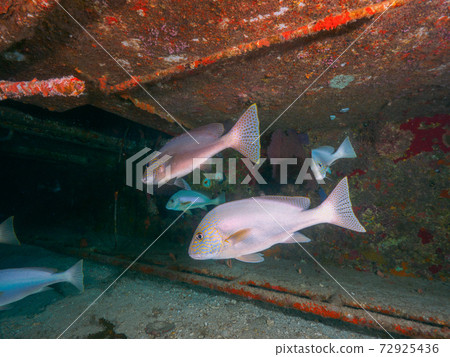 Korodai lurking at the bottom of the wreck (Similan Islands, Kingdom of Thailand) Korodai lurking at the bottom of the wreck (Similan Islands, Kingdom of Thailand) 72925436