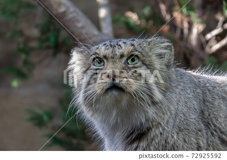 The dignified features of a small wild cat, Pallas's cat 72925592