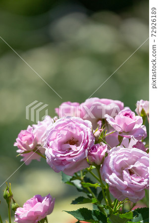 Rose corotillon Rose corotillon 72926189