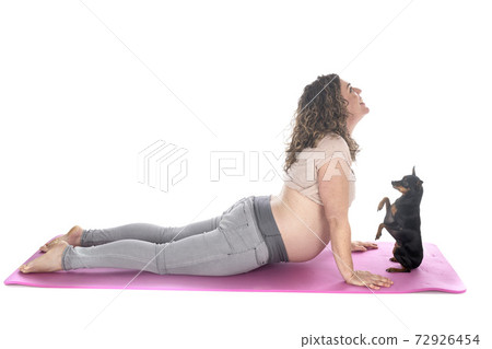pregnant woman and pinscher pregnant woman and pinscher 72926454