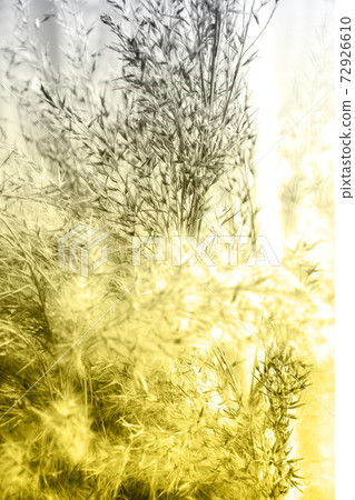 Demonstrating trendy colors 2021 - Gray and Yellow. Color of the year 2021. Pampas grass. Illuminating, Ultimate gray. Trendy Meadow grass. Reeds Demonstrating trendy colors 2021 - Gray and Yellow. Color of the year 2021. Pampas grass. Illuminating, Ultimate gray. Trendy Meadow grass. Reeds 72926610