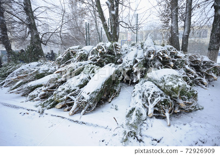 Unsold and abounded pines and firs left by sellers after Christmas, Ukraine Unsold and abounded pines and firs left by sellers after Christmas, Ukraine 72926909