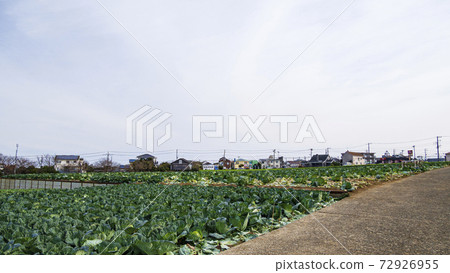 The land of winter traditions, specialty cabbage, and radish fields on the Shonan Miura Peninsula The land of winter traditions, specialty cabbage, and radish fields on the Shonan Miura Peninsula 72926955