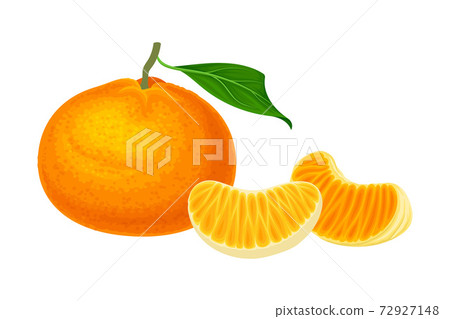 Mandarin or Tangerine with Juicy Segments Vector Illustration 72927148