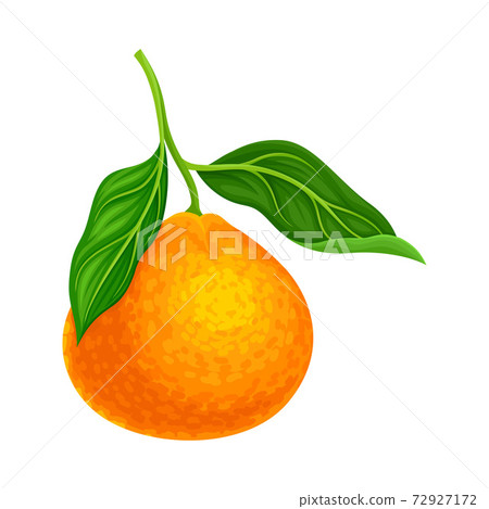 Mandarin or Tangerine with Green Leaves as Citrus Fruit Vector Illustration 72927172