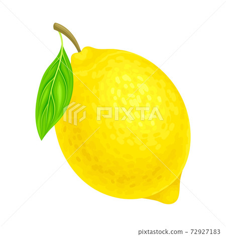 Lemon Ellipsoidal Yellow Fruit with Sour Taste Vector Illustration Lemon Ellipsoidal Yellow Fruit with Sour Taste Vector Illustration 72927183
