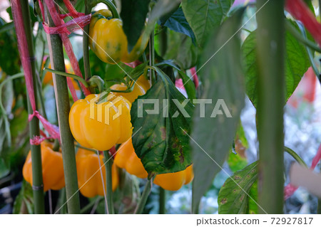 yellow bell pepper plant growing in garden. peppers vegetable harvest from farm yellow bell pepper plant growing in garden. peppers vegetable harvest from farm 72927817