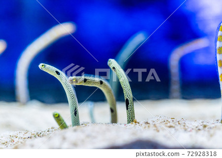 可愛的下巴鰻魚 72928318