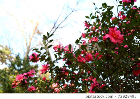 Mountain tea flower tree 72928493
