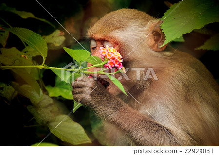 Stumped-tailed red macaque spotted at Ke Bang National Park in Phong nha, Vietnam Stumped-tailed red macaque spotted at Ke Bang National Park in Phong nha, Vietnam 72929031