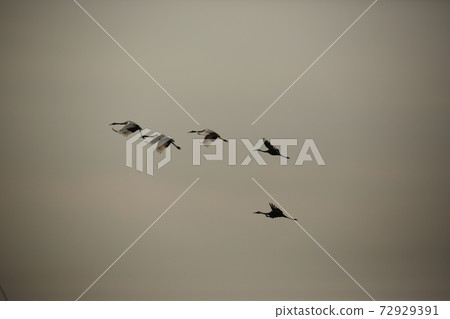 Cheorwon-gun, migratory birds, red-crowned cranes, flying, swans, flying 72929391