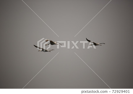 Cheorwon-gun, migratory birds, red-crowned cranes, flying, swans, flying Cheorwon-gun, migratory birds, red-crowned cranes, flying, swans, flying 72929401