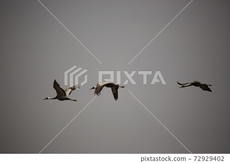 Cheorwon-gun, migratory birds, red-crowned cranes, flying, swans, flying Cheorwon-gun, migratory birds, red-crowned cranes, flying, swans, flying 72929402