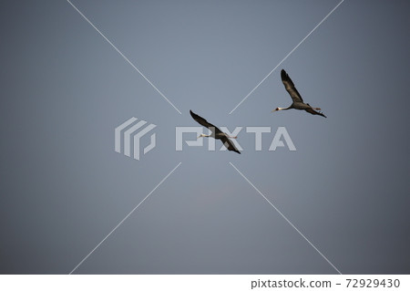 Cheorwon-gun, migratory birds, red-crowned cranes, flying, swans, flying 72929430