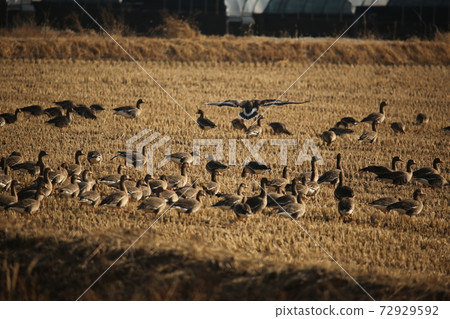 Cheorwon Crane Village, Migratory Birds, Red Cranes, Swans, Sunrise Cheorwon Crane Village, Migratory Birds, Red Cranes, Swans, Sunrise 72929592