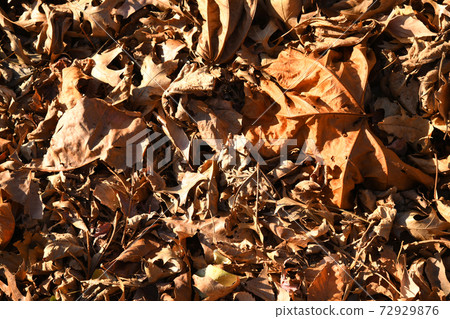 Deciduous leaves of Platanas 72929876