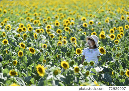 Sunflower field 72929907