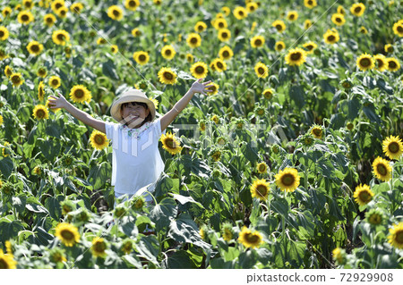 Sunflower field Sunflower field 72929908