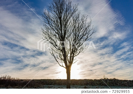 Tree and traditional dry stone wall seen against sunset sky. Werneth Low Country Park on the borders of Stockport and Tameside, Greater Manchester, UK. Tree and traditional dry stone wall seen against sunset sky. Werneth Low Country Park on the borders of Stockport and Tameside, Greater Manchester, UK. 72929955