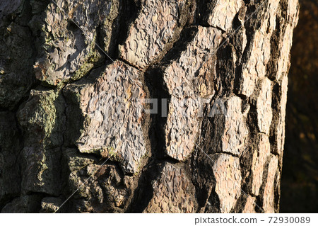 Pine tree bark 72930089
