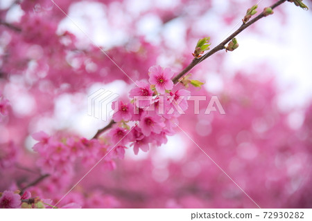 Sakura when looking up from below 72930282