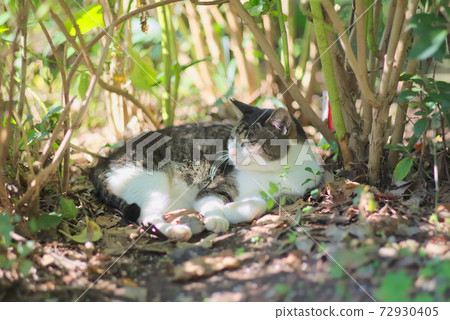 貓在外面放鬆 72930405