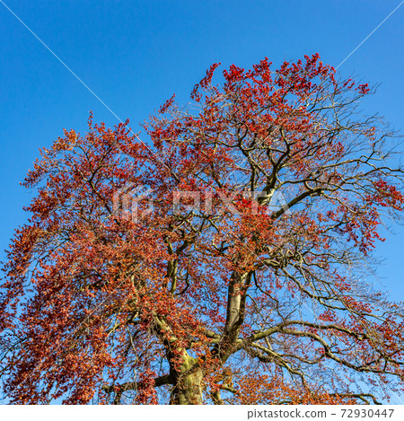 Summer view of tree against background of cloudy blue sky. Stockport, Cheshire UK. Summer view of tree against background of cloudy blue sky. Stockport, Cheshire UK. 72930447