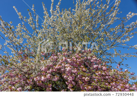 Pink cherry trees in public park, seen against clear blue summer sky. Cale Green, Stockport, Cheshire, UK. Pink cherry trees in public park, seen against clear blue summer sky. Cale Green, Stockport, Cheshire, UK. 72930448