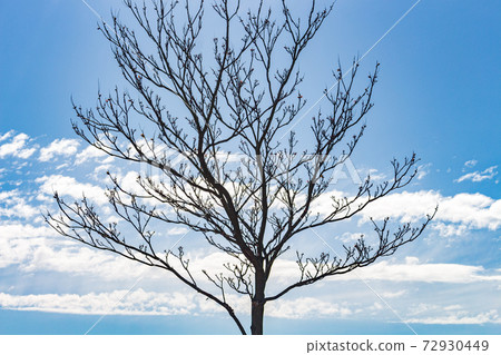 Summer view of tree against background of cloudy blue sky. Stockport, Cheshire UK. Summer view of tree against background of cloudy blue sky. Stockport, Cheshire UK. 72930449