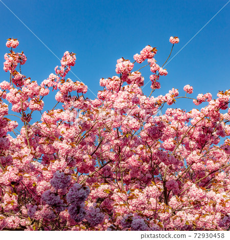 Pink cherry blossoms against clear blue sky. Stockport, Cheshire, UK. Pink cherry blossoms against clear blue sky. Stockport, Cheshire, UK. 72930458