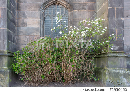 Stockport, Cheshire, UK. Summer view of green bushes outside traditional English stone-built parish church, St Mary's Stockport. Stockport, Cheshire, UK. Summer view of green bushes outside traditional English stone-built parish church, St Mary's Stockport. 72930460
