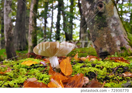 森林蘑菇 森林蘑菇 72930770