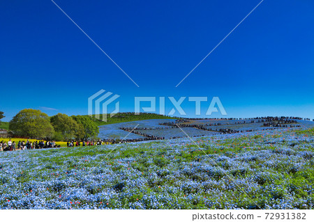 Procession of people and nemophila 72931382