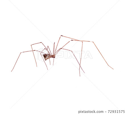 predatory spider isolated on white predatory spider isolated on white 72931575
