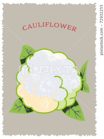 Illustration of a thick cauliflower seen from directly above 72932255