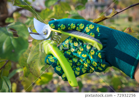 Female farmer with pruner shears the tips of fruit tree 72932256