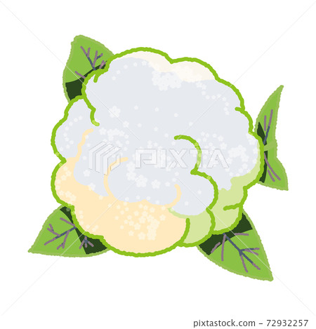 Illustration of a thick cauliflower seen from directly above 72932257