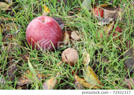 Red apple and walnut lay on the ground in grass and dry autumn leaves 72932317