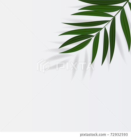 Abstract Realistic Green Palm Leaf Tropical Background. Vector illustration EPS10 Abstract Realistic Green Palm Leaf Tropical Background. Vector illustration EPS10 72932593