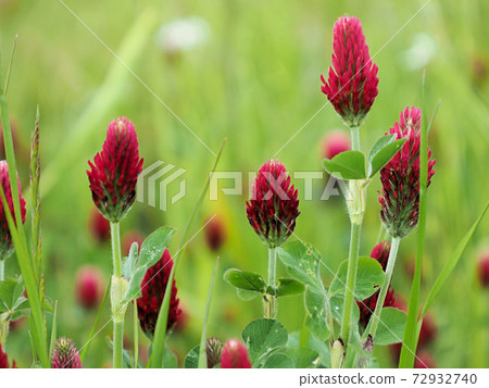 Crimson clover strawberry torch blooming on the riverbed of Harazuru Onsen 72932740