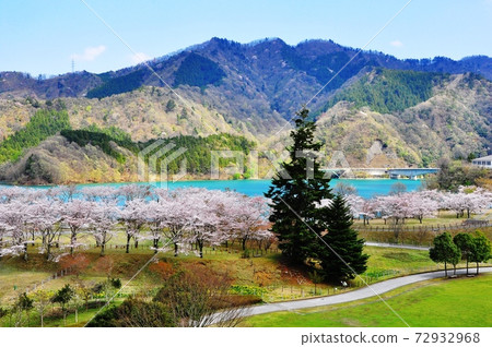 Lake Miyagase Garden, Kanagawa Prefecture Fir trees, cherry blossoms and Lake Miyagase 72932968