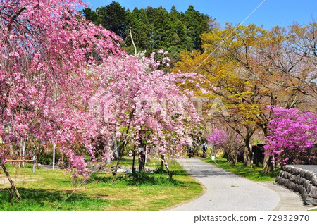 神奈川縣宮瀨湖濱花園主樓梯步行道上的Shidarezakura 神奈川縣宮瀨湖濱花園主樓梯步行道上的Shidarezakura 72932970