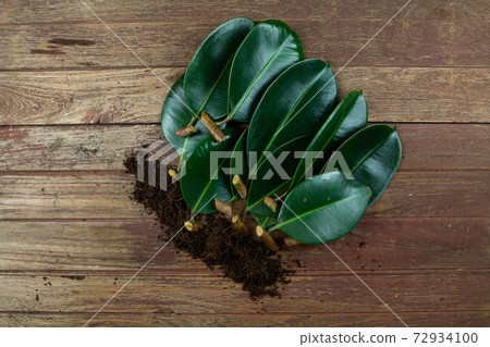 rubber plant leaves With branches A number of them are being propagated. 72934100