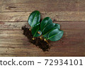 Rubber plant Branches preparing for propagation on wooden background 72934101
