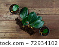 Rubber plant branches are waiting to prepare for propagation in pots for planting. 72934102