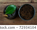 Rubber tree leaves and branches Prepare to propagation in the plant pot. Rubber plant propagation 72934104