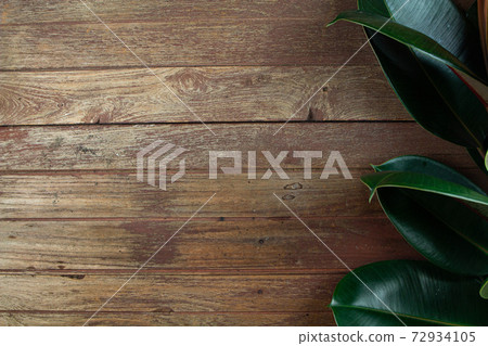 Indian rubber tree Indian rubber leaves on the background of wood. Indian rubber trees obtained by propagation by the graft 72934105
