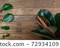 Indian rubber tree, the tops of the tree With branches and leaves on wooden background. Rubber Plant propagation 72934109