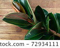 Rubber plant the tops of the rubber plant on wooden background. Indian rubber trees obtained by propagating by graft 72934111